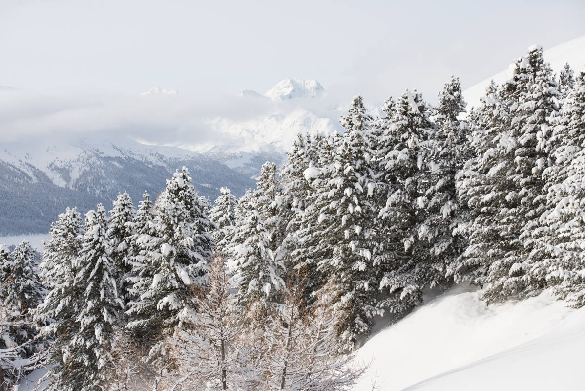 Snow-covered alpine pines below the peaks of Gstaad